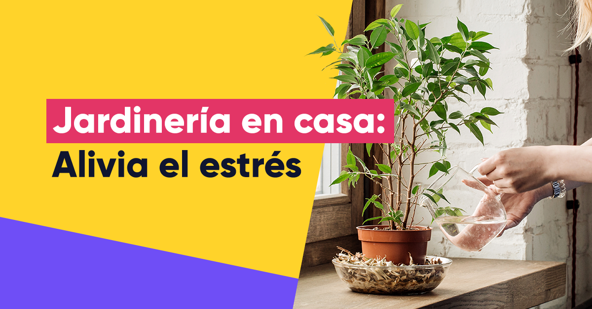 Rescata a las macetas de tu casa y gánale al estrés