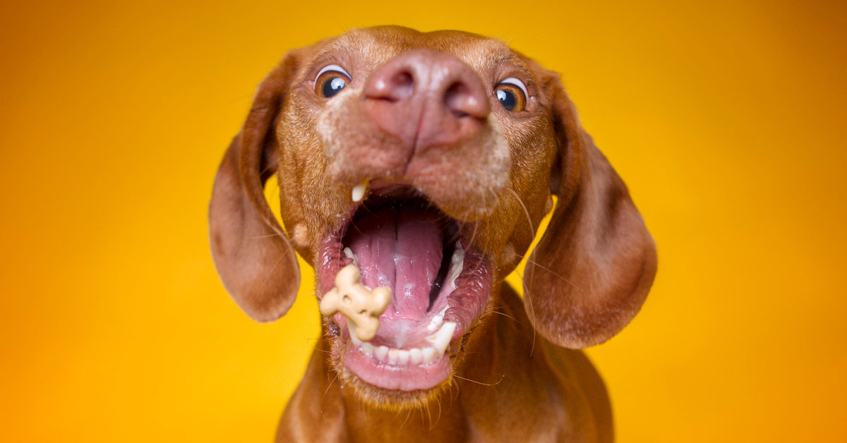 ¿Cómo tomarle foto a un perro?... y más datos curiosos