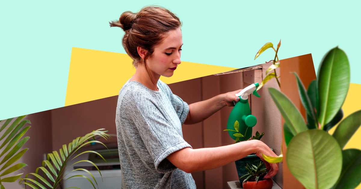 Purifica el aire de tu hogar con estas plantas