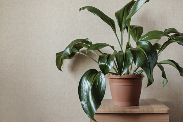 plantas para interiores decora tu casa este 2021 crehana